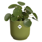 vibes fold round 18cm verde helecho